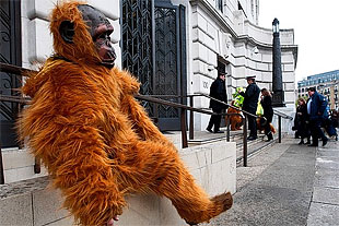 demonstrator dressed up as a gorilla