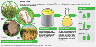 from plant to fuel