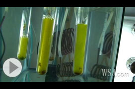 Algae in test tubes