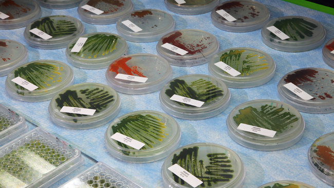 Algae samples at Solazyme