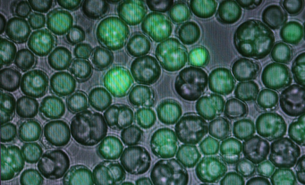 Solazyme wants to develop oil derived from algae as an alternative fuel.